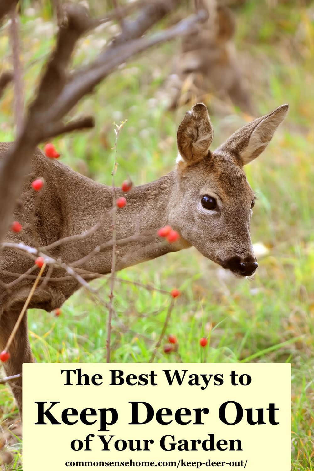 Keep Deer Out of Your Garden 5 Deer Deterrent Tips
