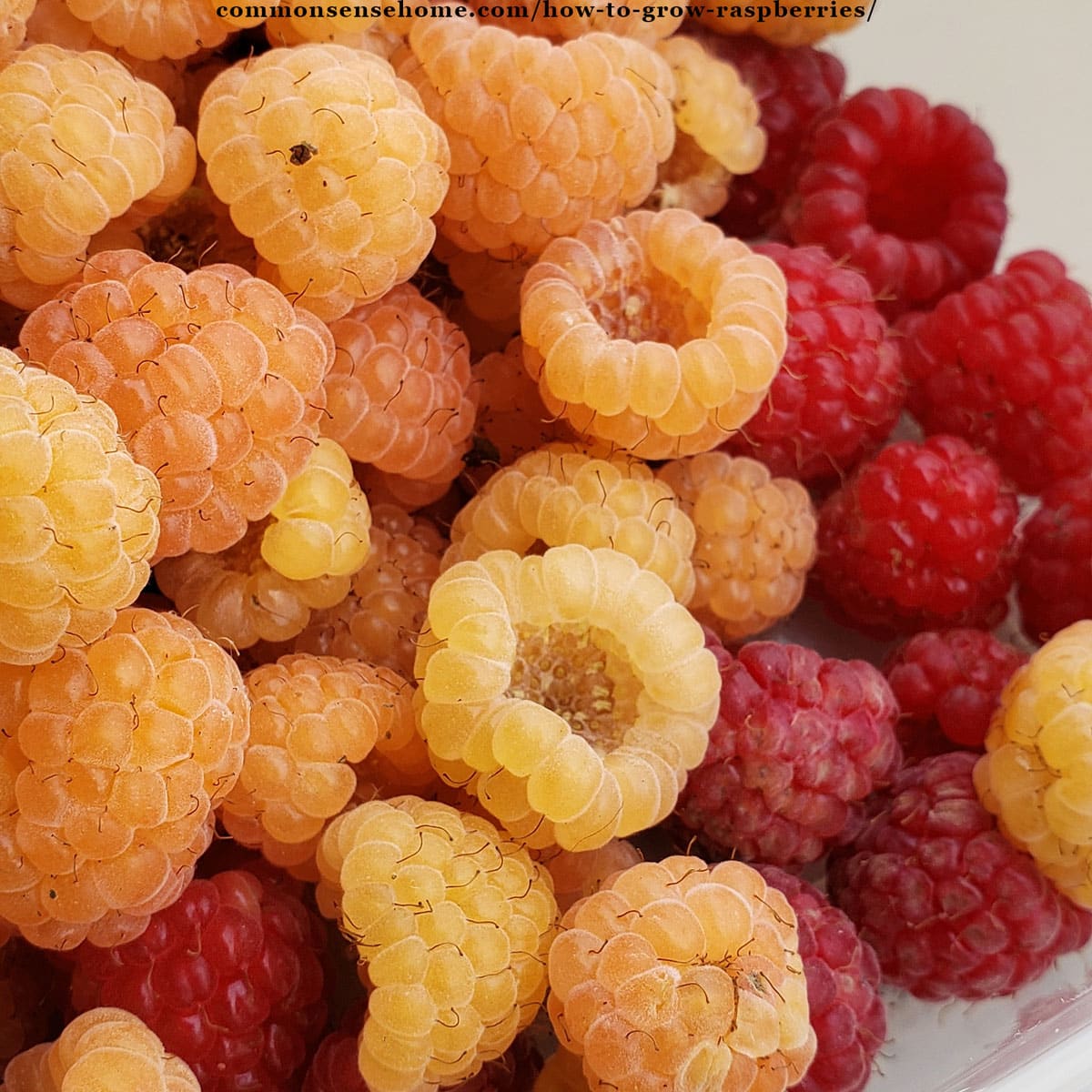 golden and red raspberries