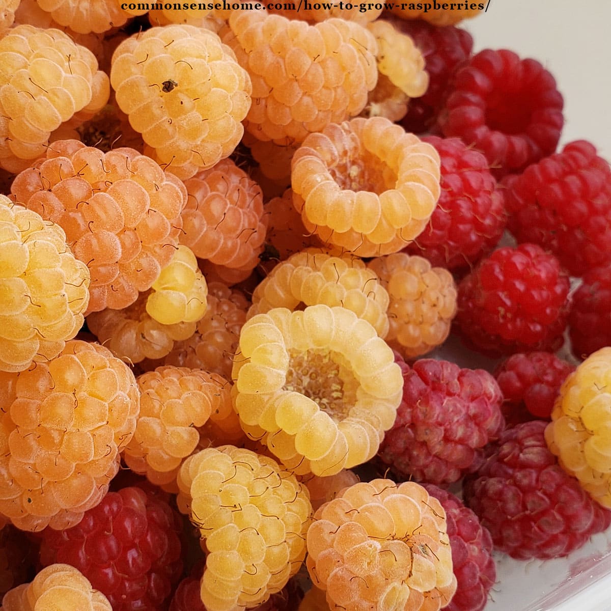 How to Grow Raspberries - Planting, Care and Harvest