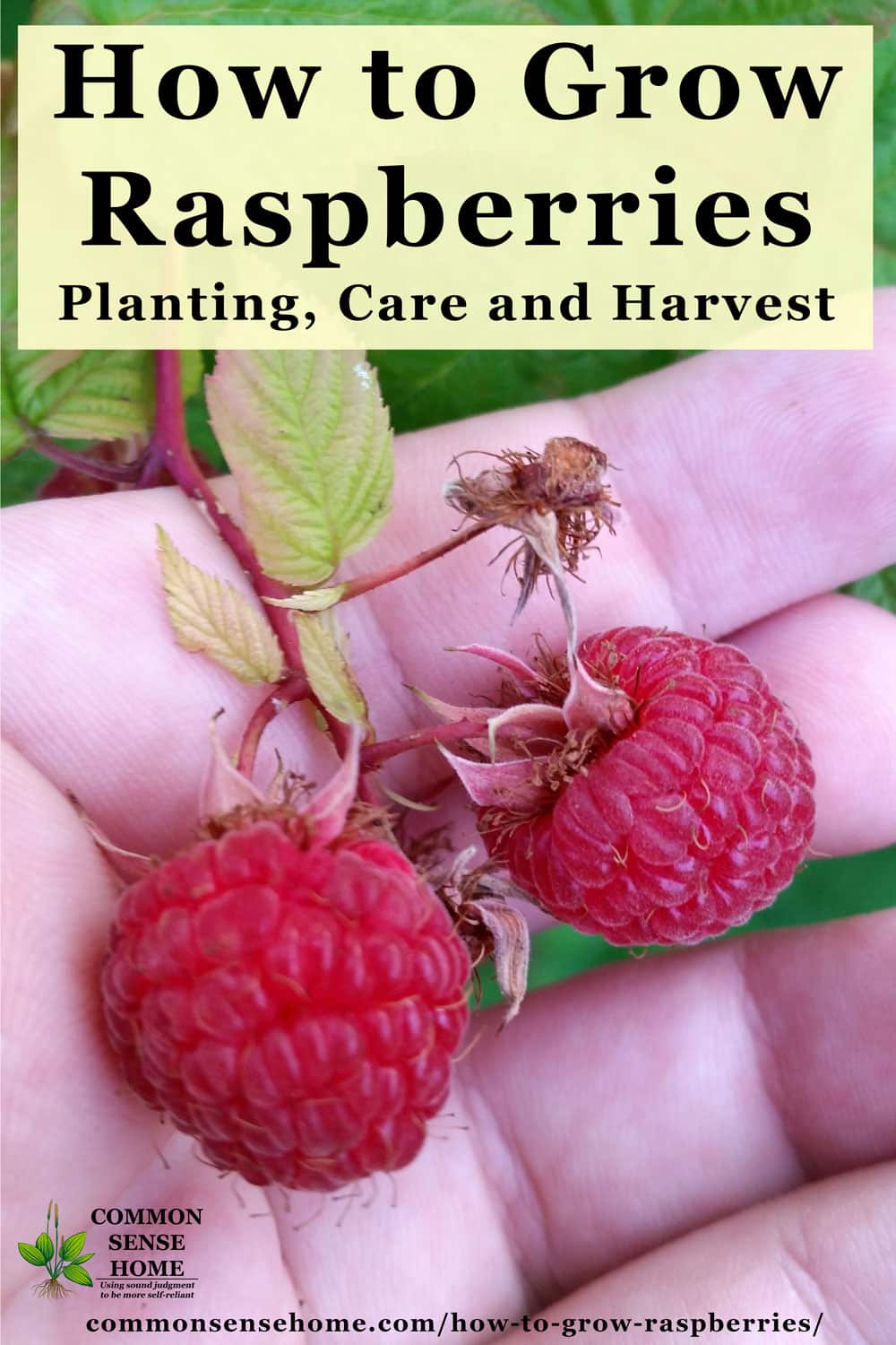 Text "How to Grow Raspberries - Planting, Care and Harvest" with hand holding two red raspberries