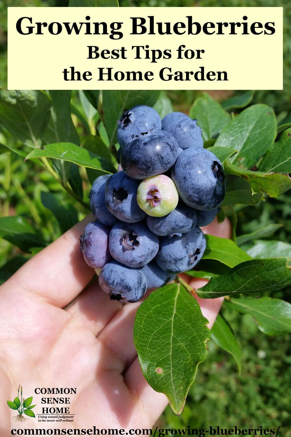 blueberries growing on plant