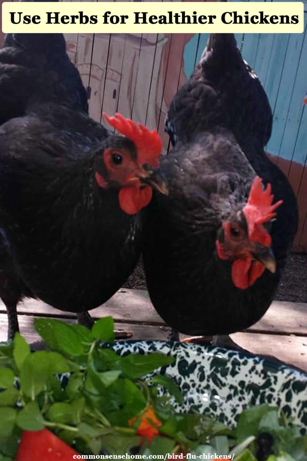 two black chickens