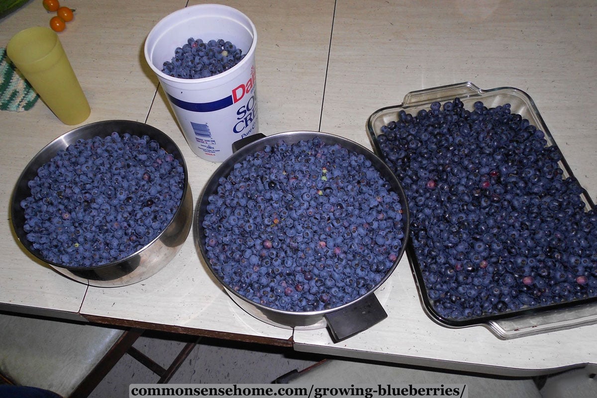 home garden blueberries