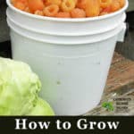 bucket of golden raspberries with text at bottom "How to Grow Raspberries by the Bucketful"
