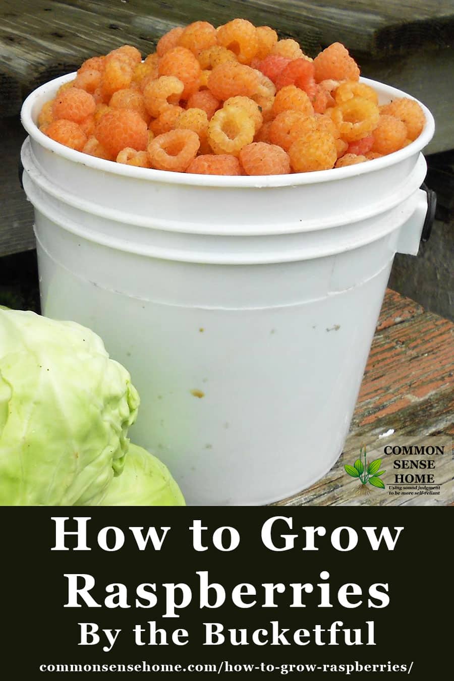 bucket of golden raspberries with text at bottom "How to Grow Raspberries by the Bucketful"