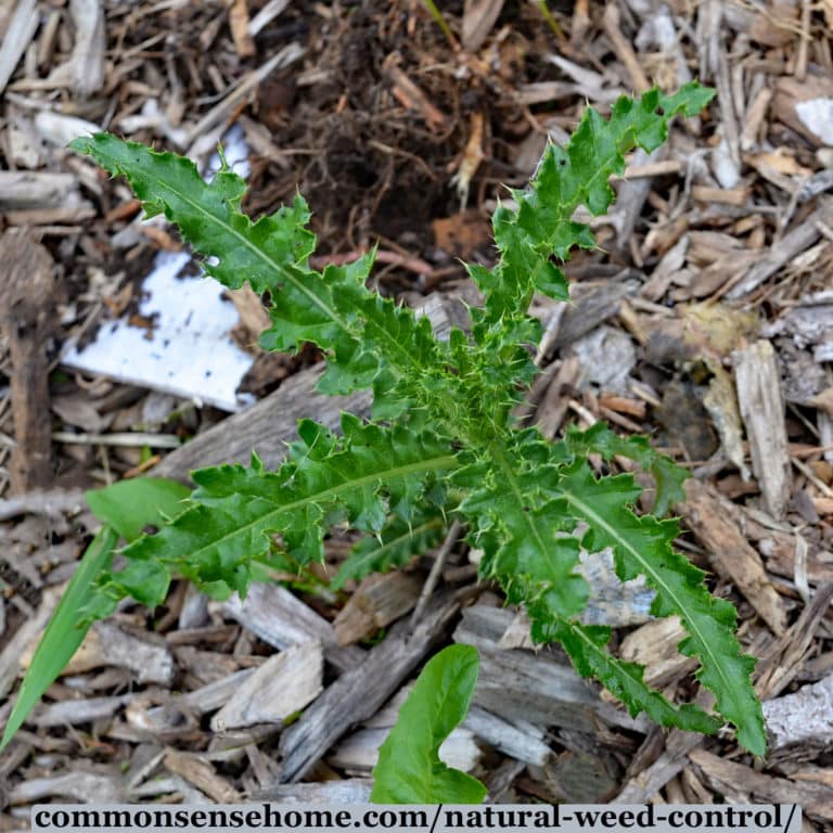Natural Weed Control – Non-Toxic Weed Control Options