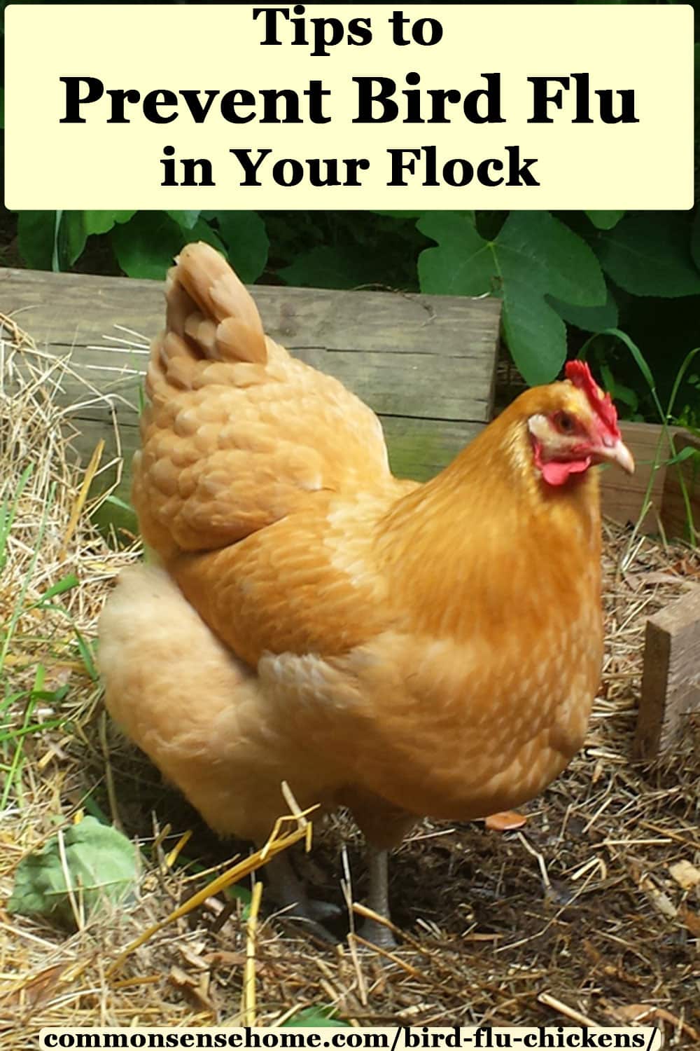 prevent bird flu in chickens