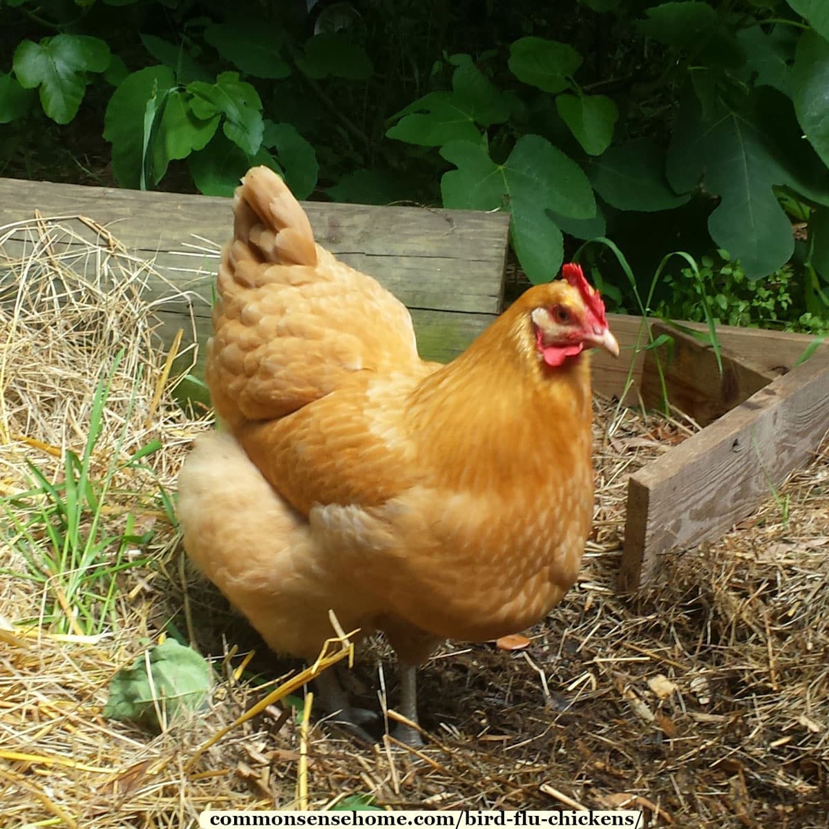 light brown chicken