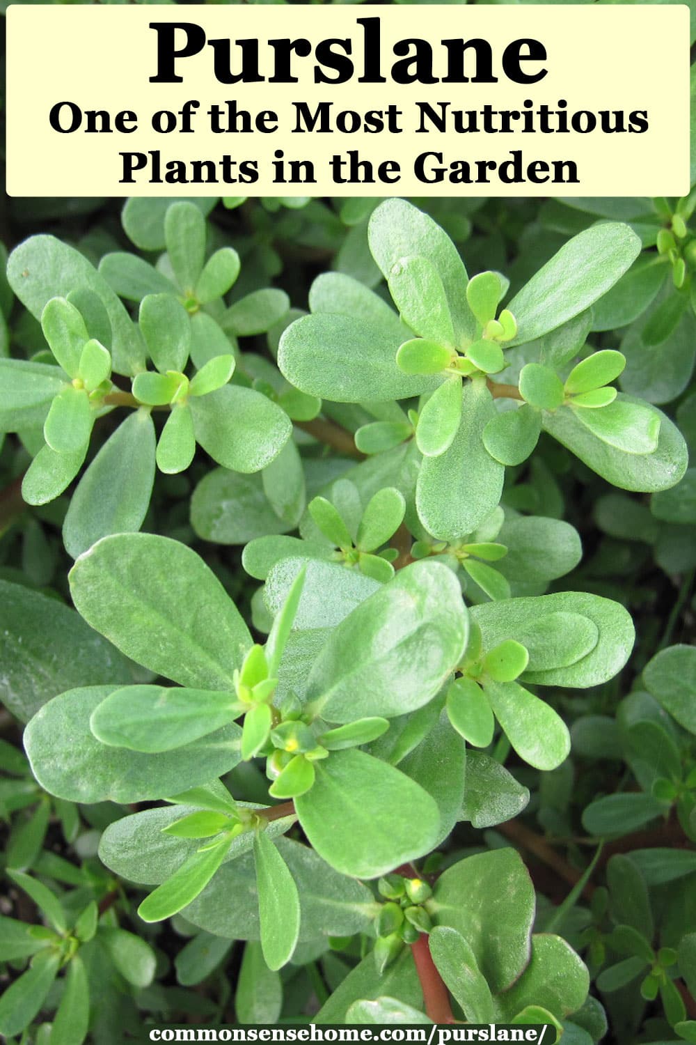 Purslane One of the Most Nutritious Plants in the Garden