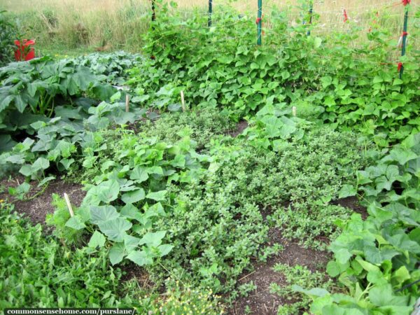 Purslane – One of the Most Nutritious Plants in the Garden