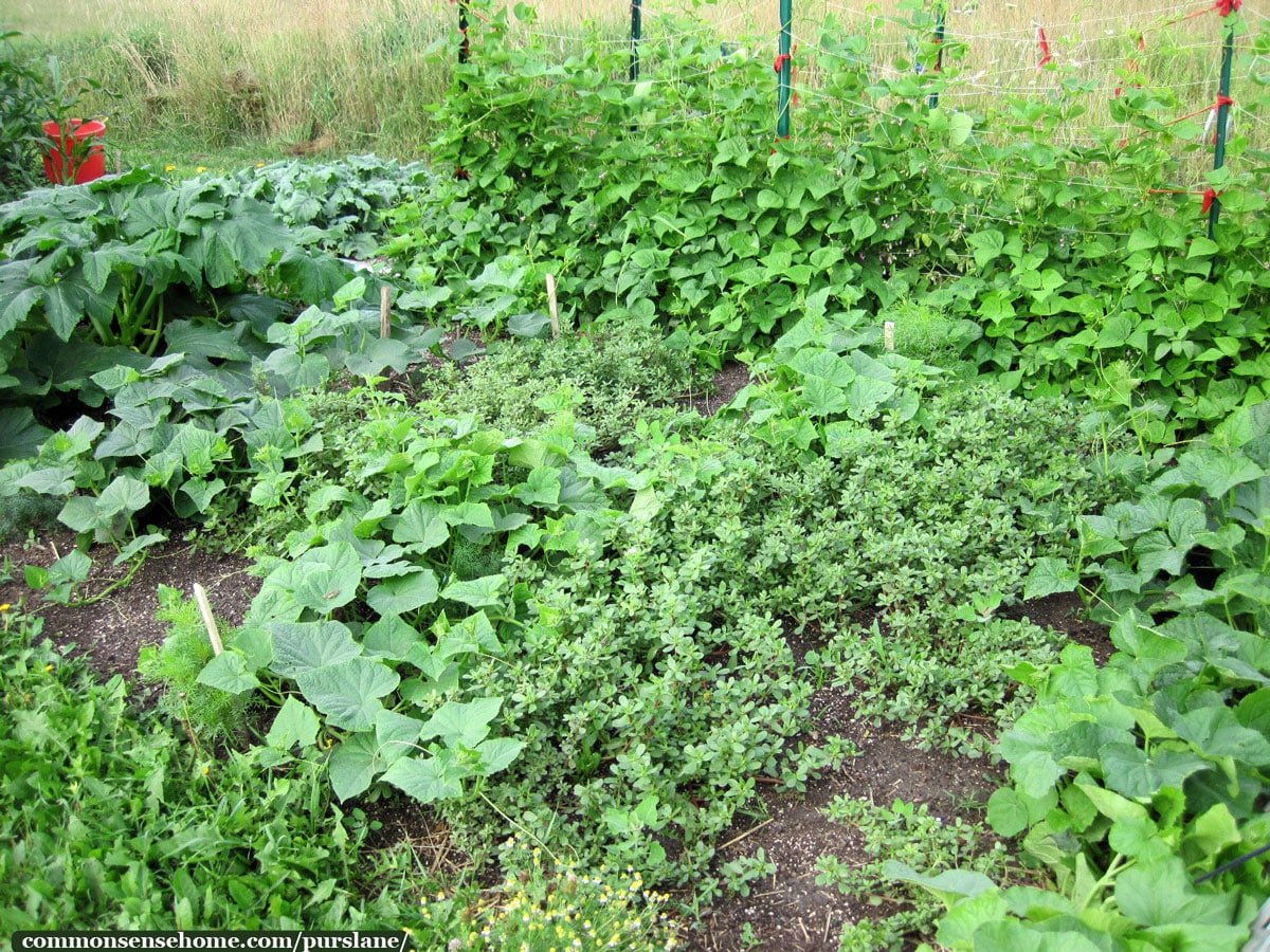 purslane companion planting