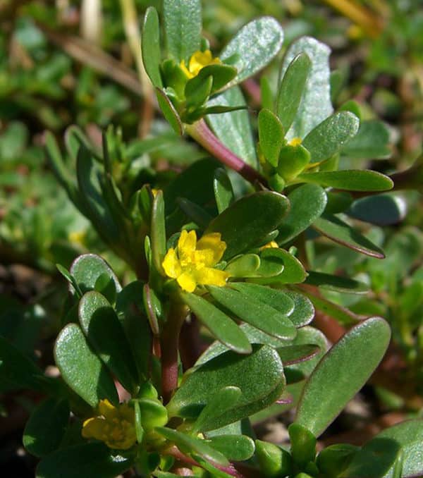 purslane flowers