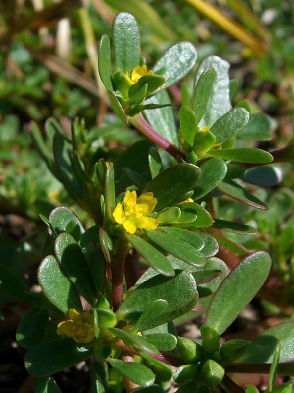 purslane flowers