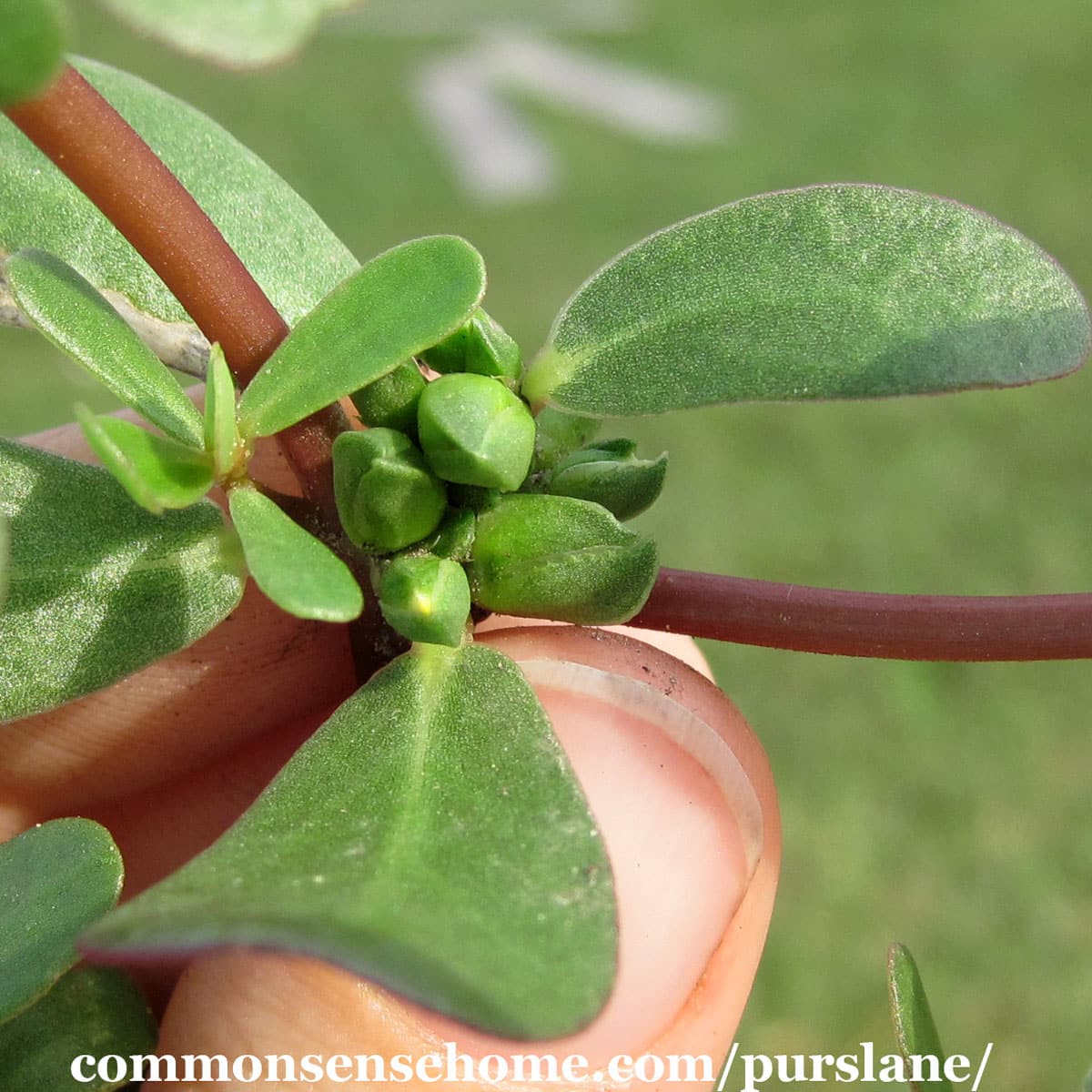 purslane seed pods