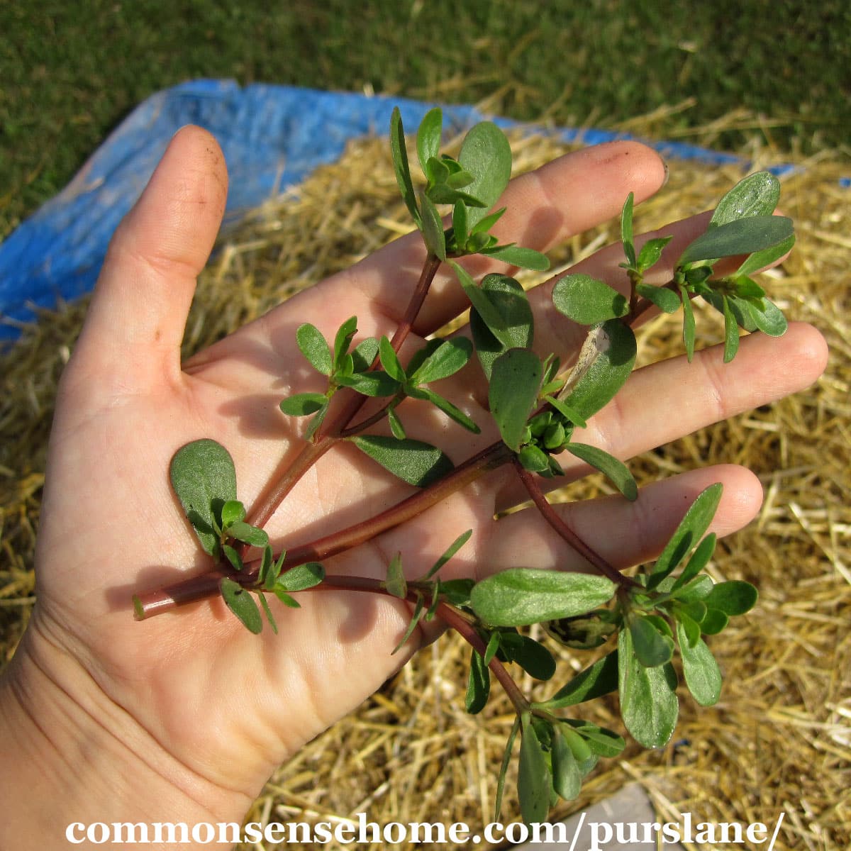 Portulaca oleracea