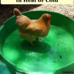 chicken in swimming pool