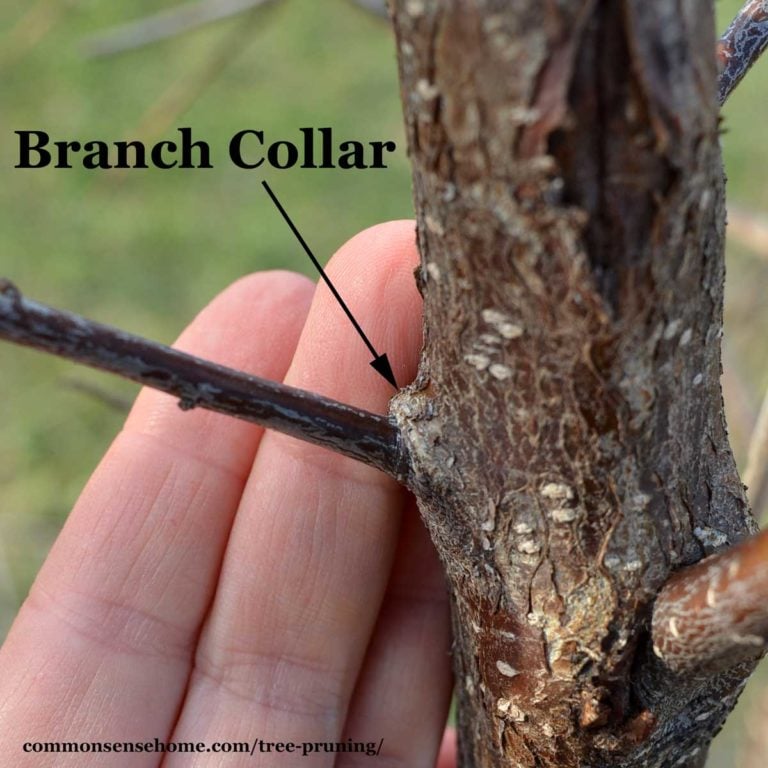 Tree Pruning Easy Tips For Beginners We Can Help   Branch Collar 768x768 