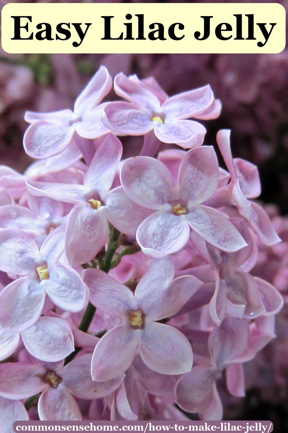 How to Make Lilac Jelly (Yes, Lilacs are Edible)