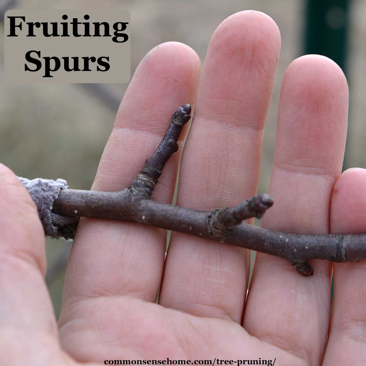 fruiting spurs