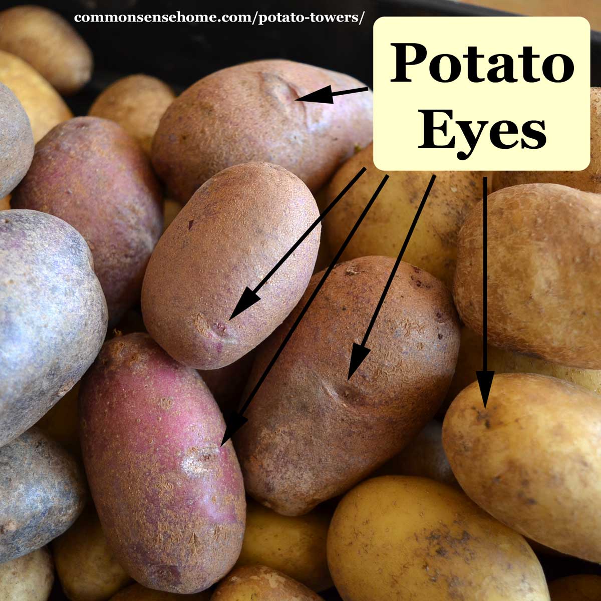 potato eyes planting