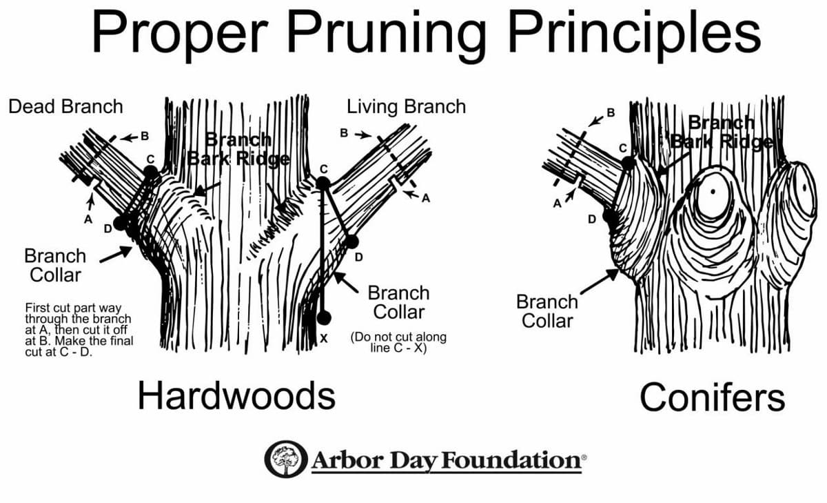 how to remove a large branch