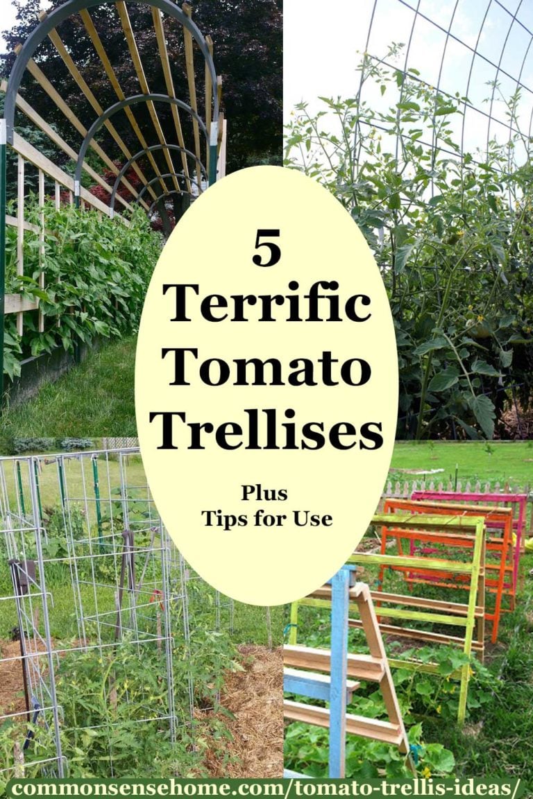 5+ Terrific Tomato Trellis Ideas for Easy Harvesting