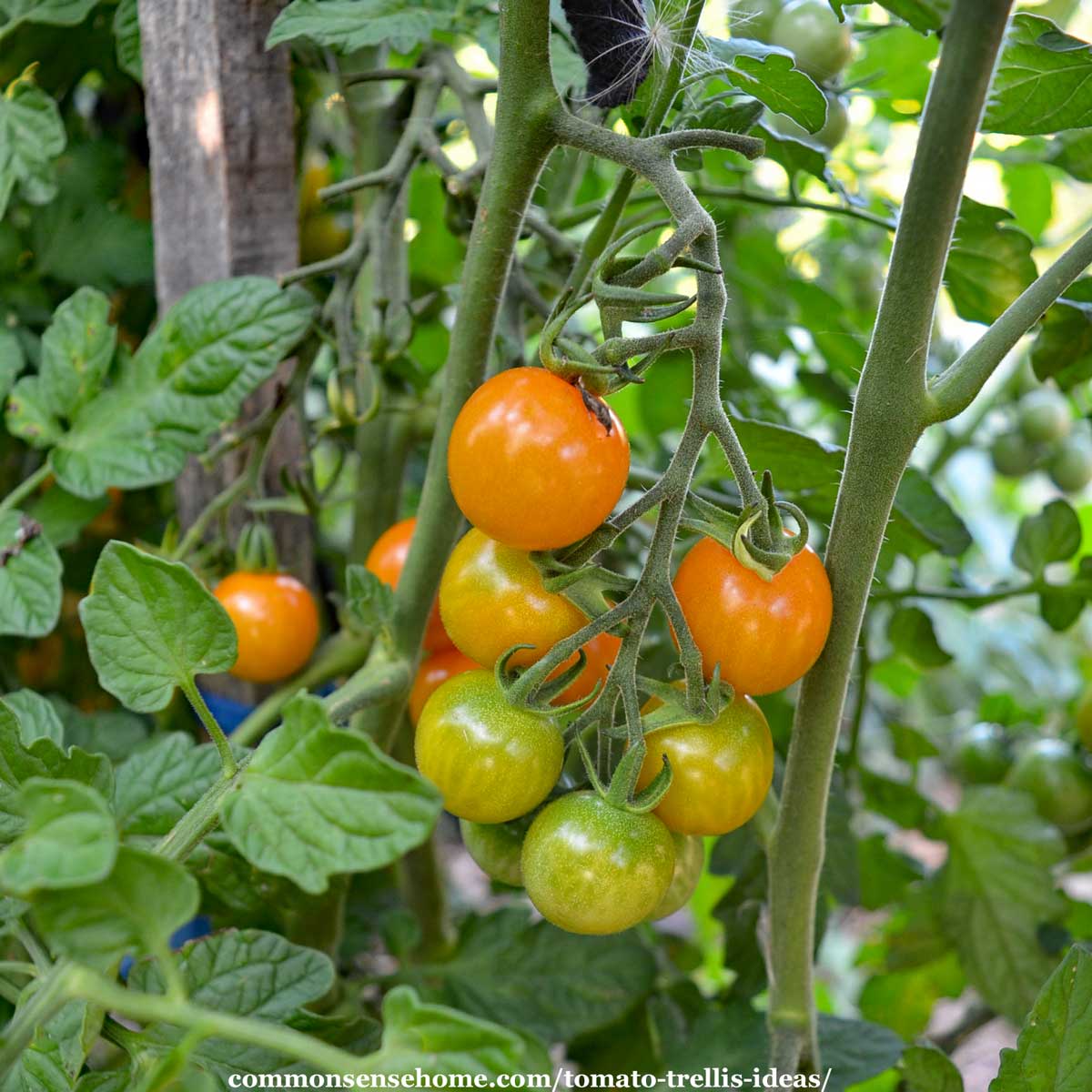 Wanted to share my tomato trellis set up for indeterminates! it worked  amazing last year. just stake about 4 strings into the ground when planting  the tomato. string it up to the