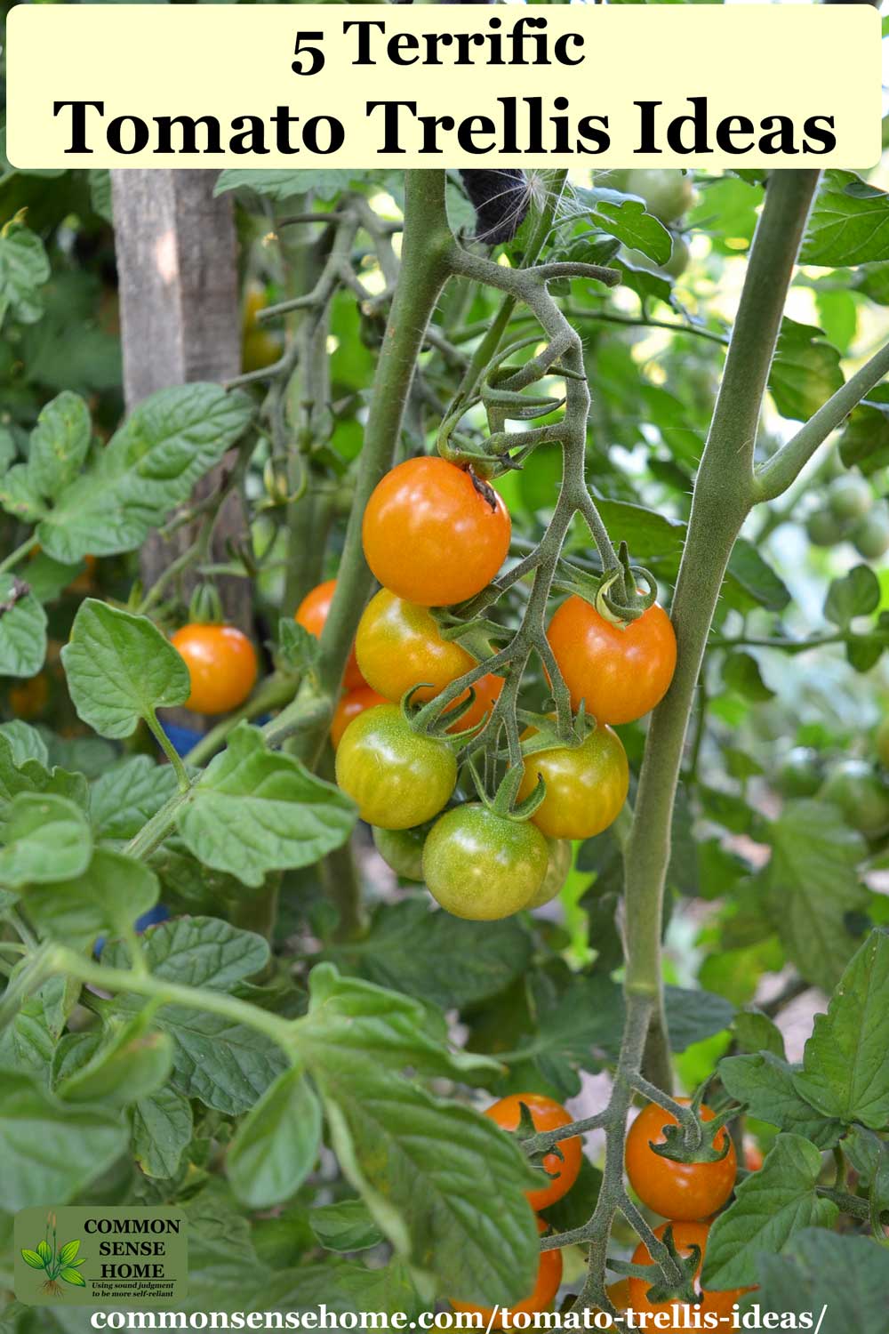 5-terrific-tomato-trellis-ideas-for-easy-harvesting