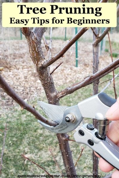 Tree Pruning - Easy Tips for Beginners (We can help!)