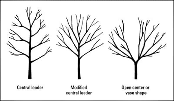 fruit tree pruning methods