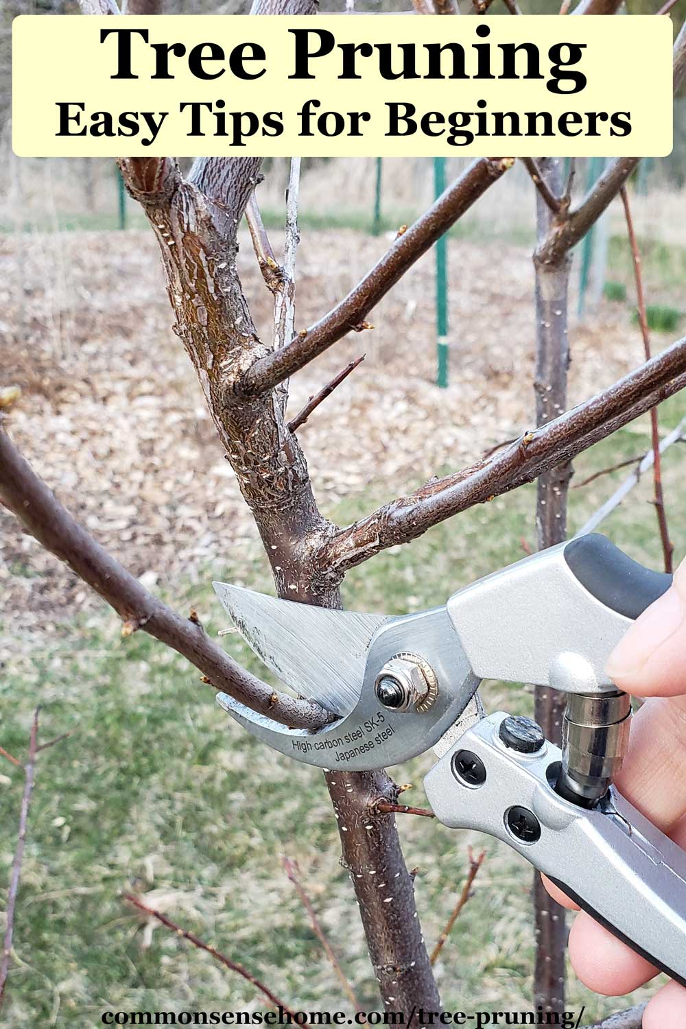 tree pruning