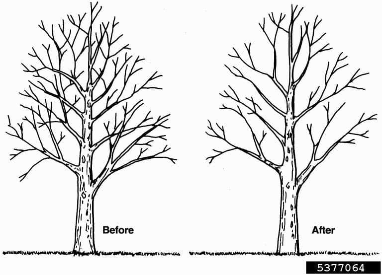 tree pruning for thinning the canopy