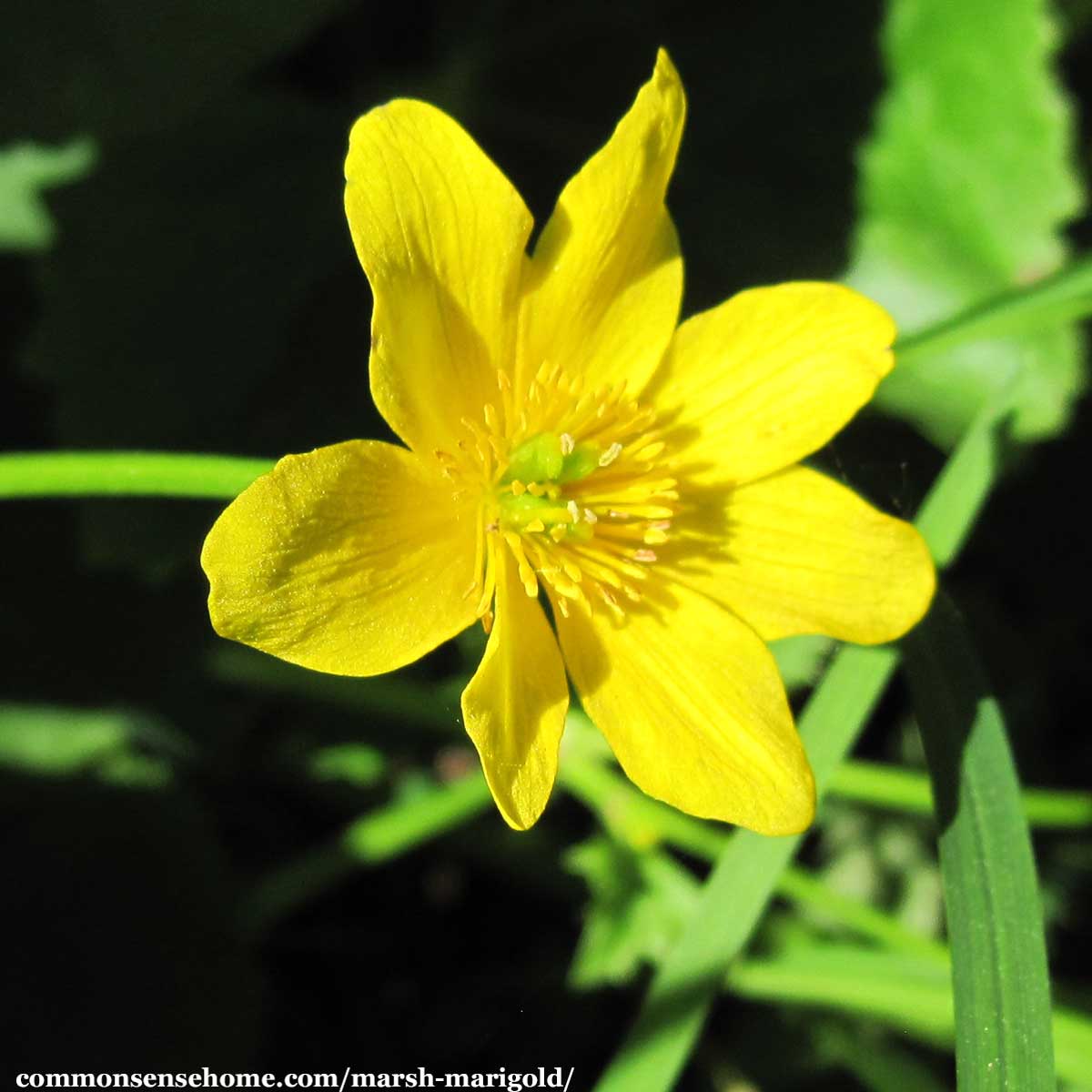 close up of Marsh Marigold (Caltha palustris) flower