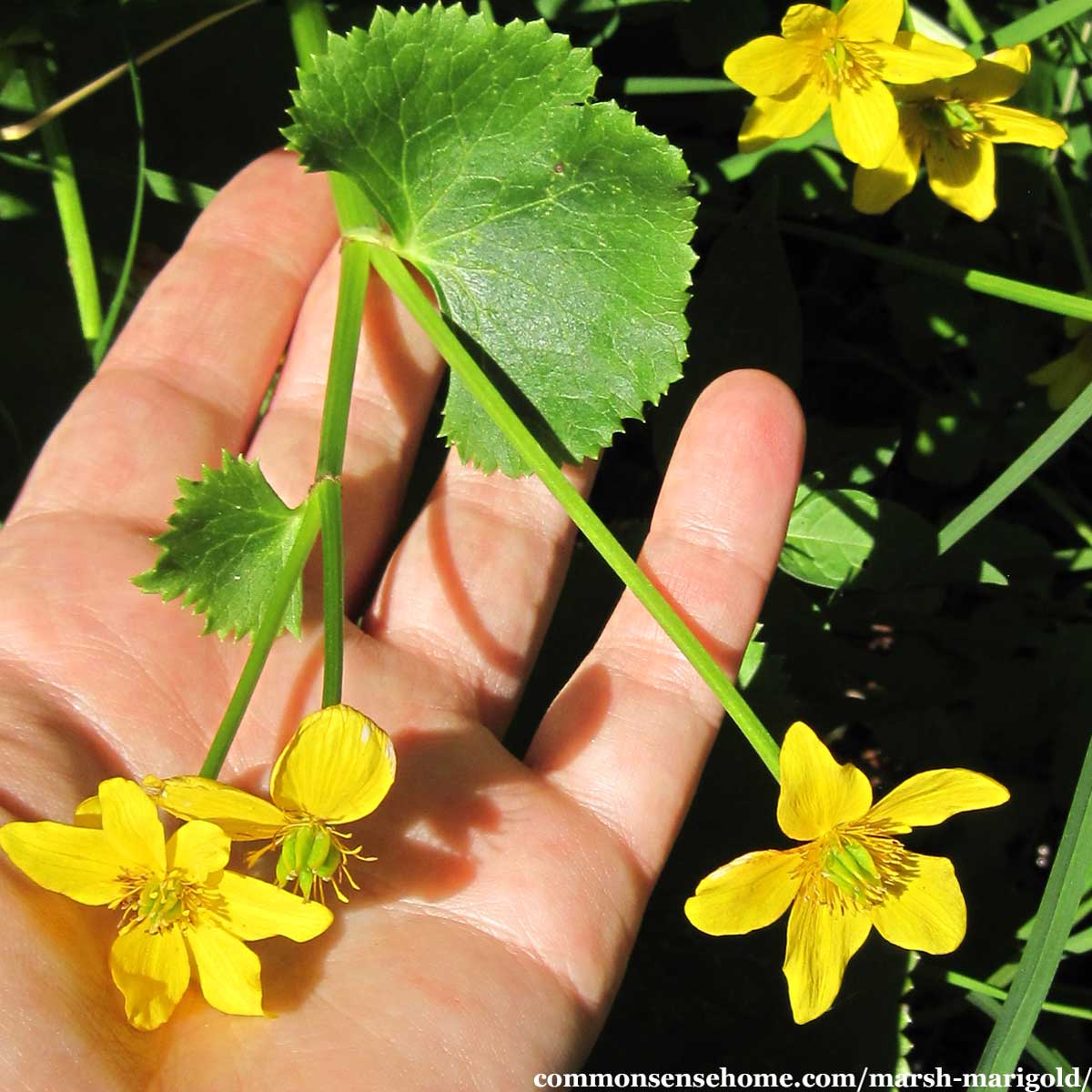 Caltha palustris flowers