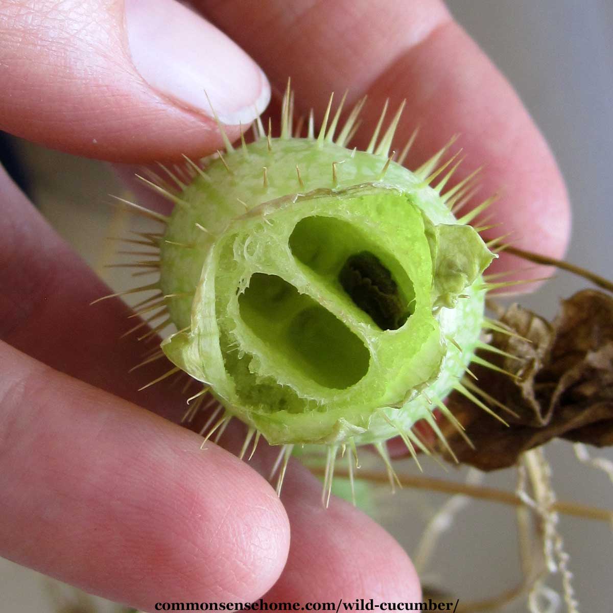 Echinocystis lobata fruit