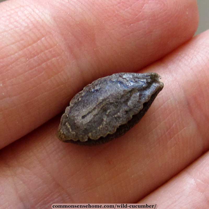 Echinocystis lobata seed