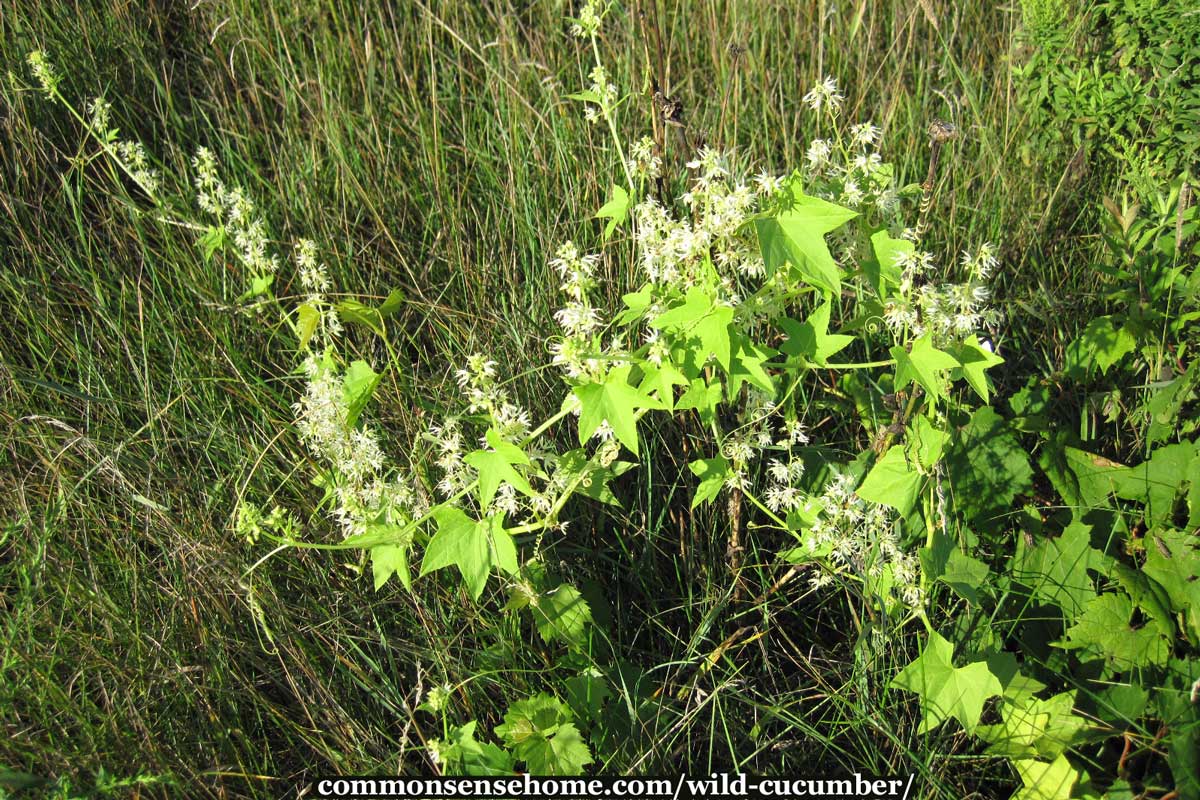 Echinocystis lobata vine