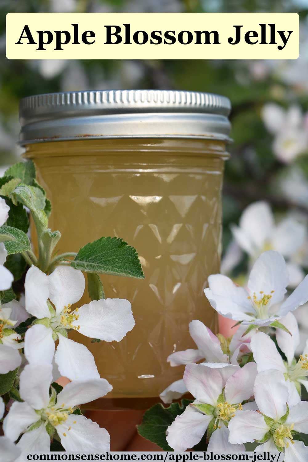 Apple Blossom Jelly A Fun Way To Use Crab Apples