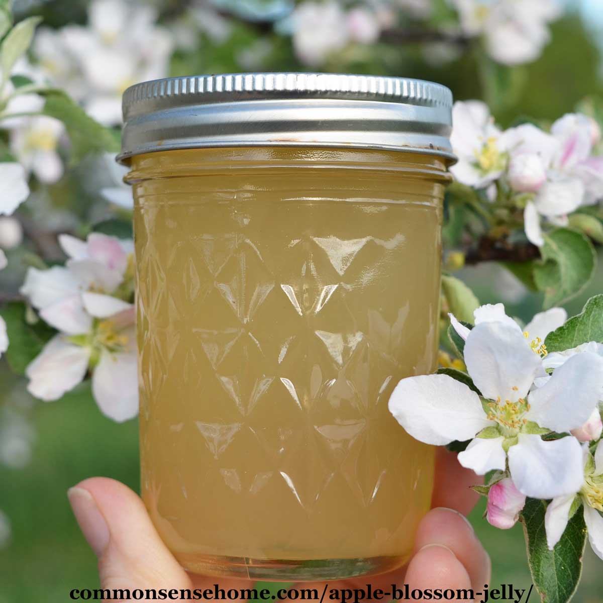 Apple Blossom Jelly A Fun Way To Use Crab Apples