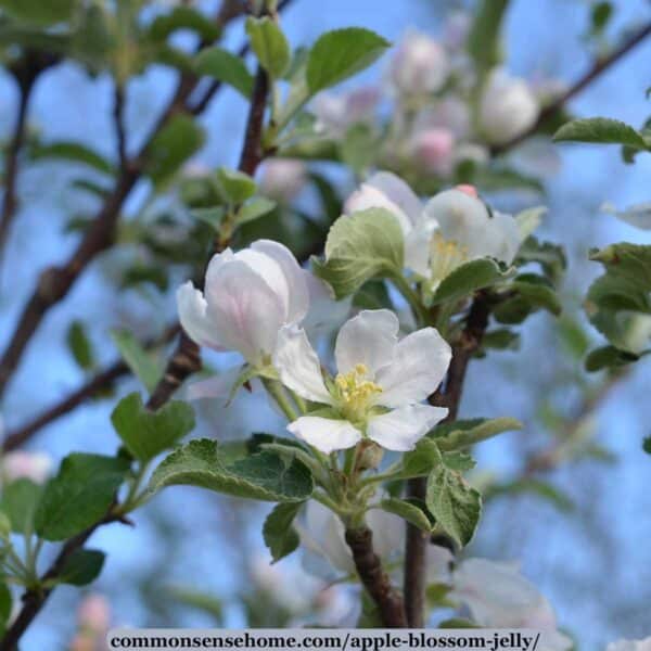 Apple Blossom Jelly - A Fun Way to Use Crab Apples