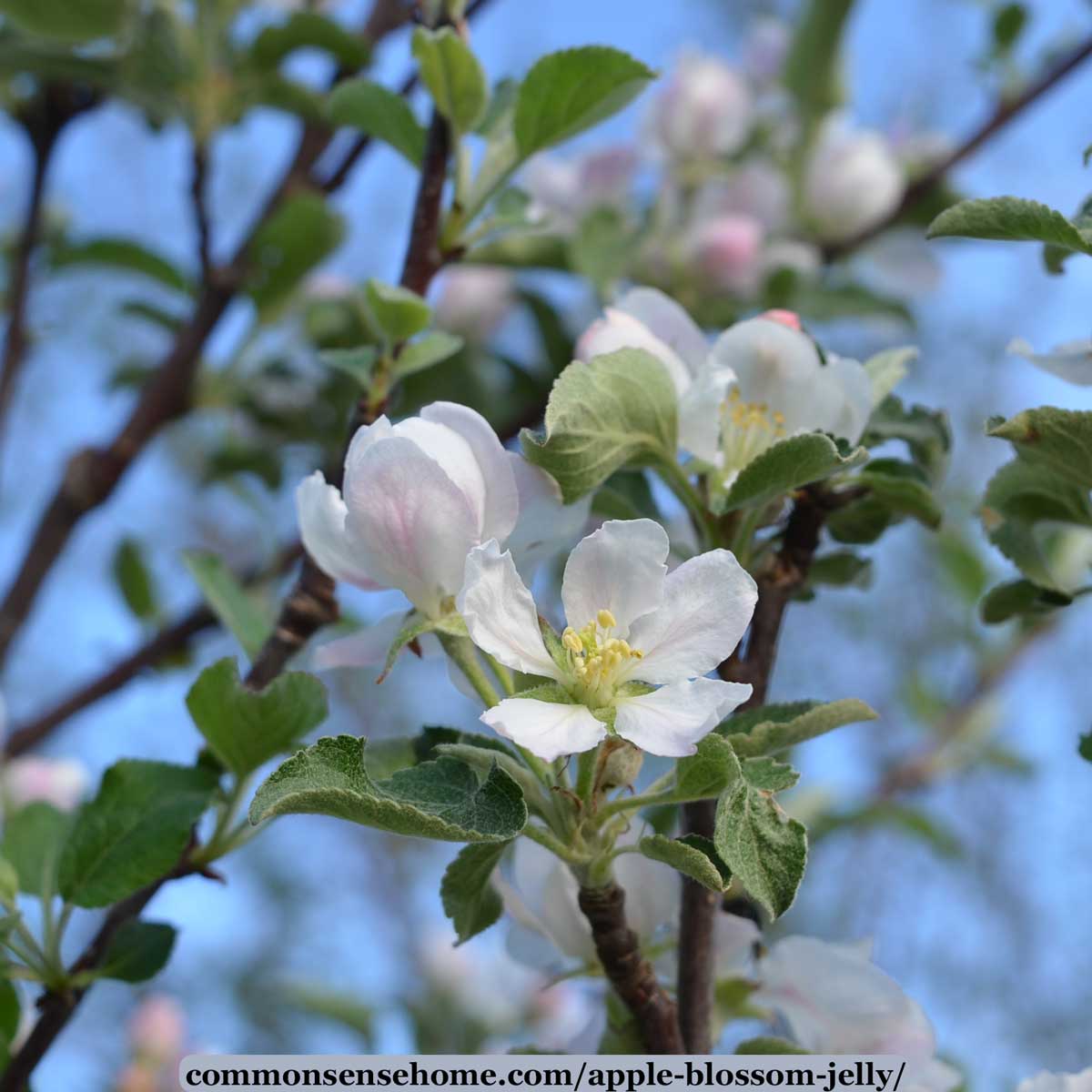 Apple Blossom Jelly A Fun Way To Use Crab Apples