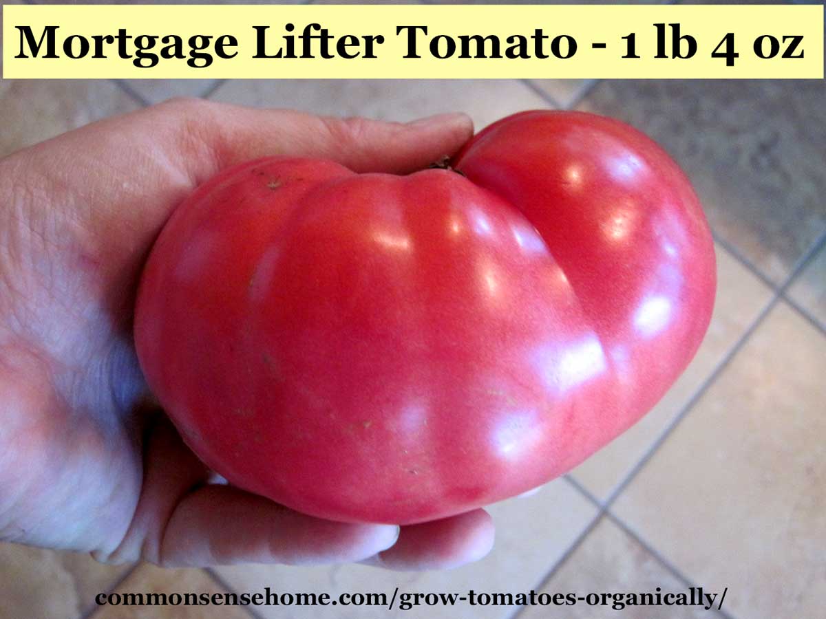 mortgage lifter tomato