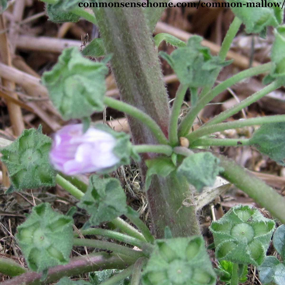 mallow fruit "cheeses'