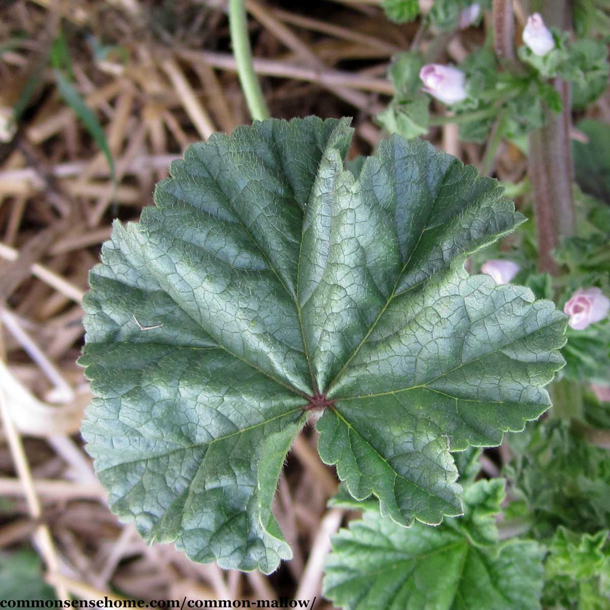 common mallow leaf