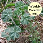 Common mallow - Weekly Weeder #31