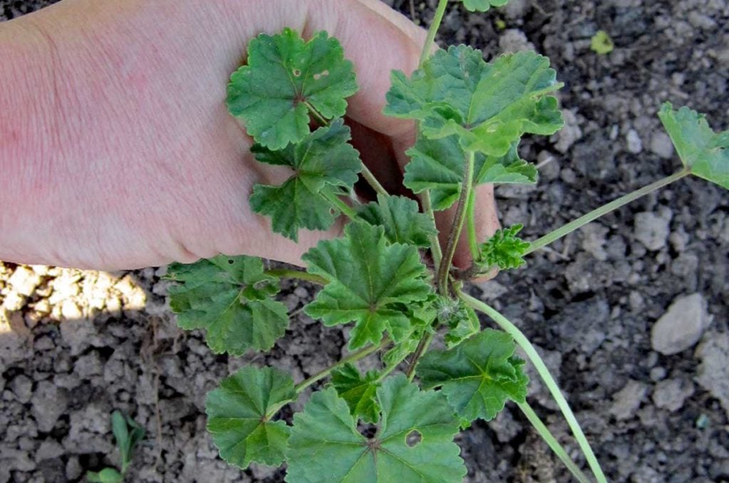 common mallow (malva neglecta0