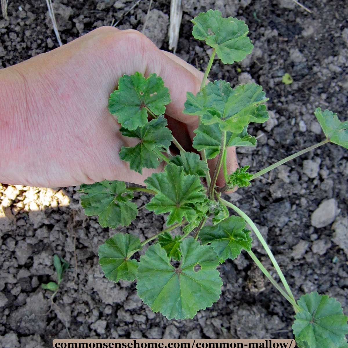 common mallow (malva neglecta0