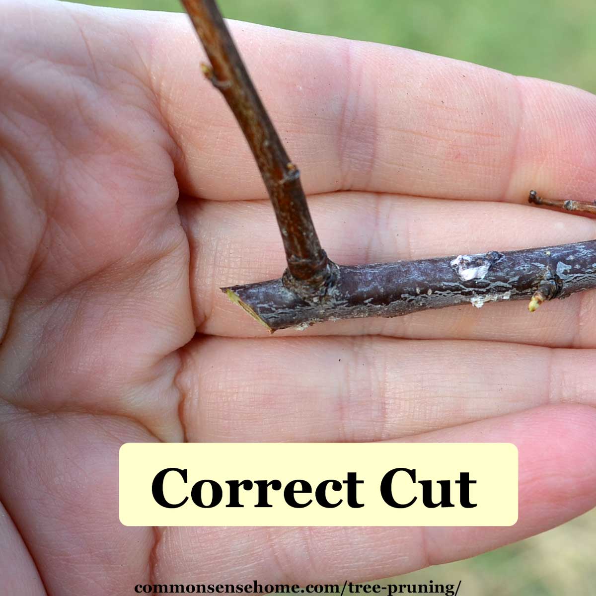 correct pruning cut