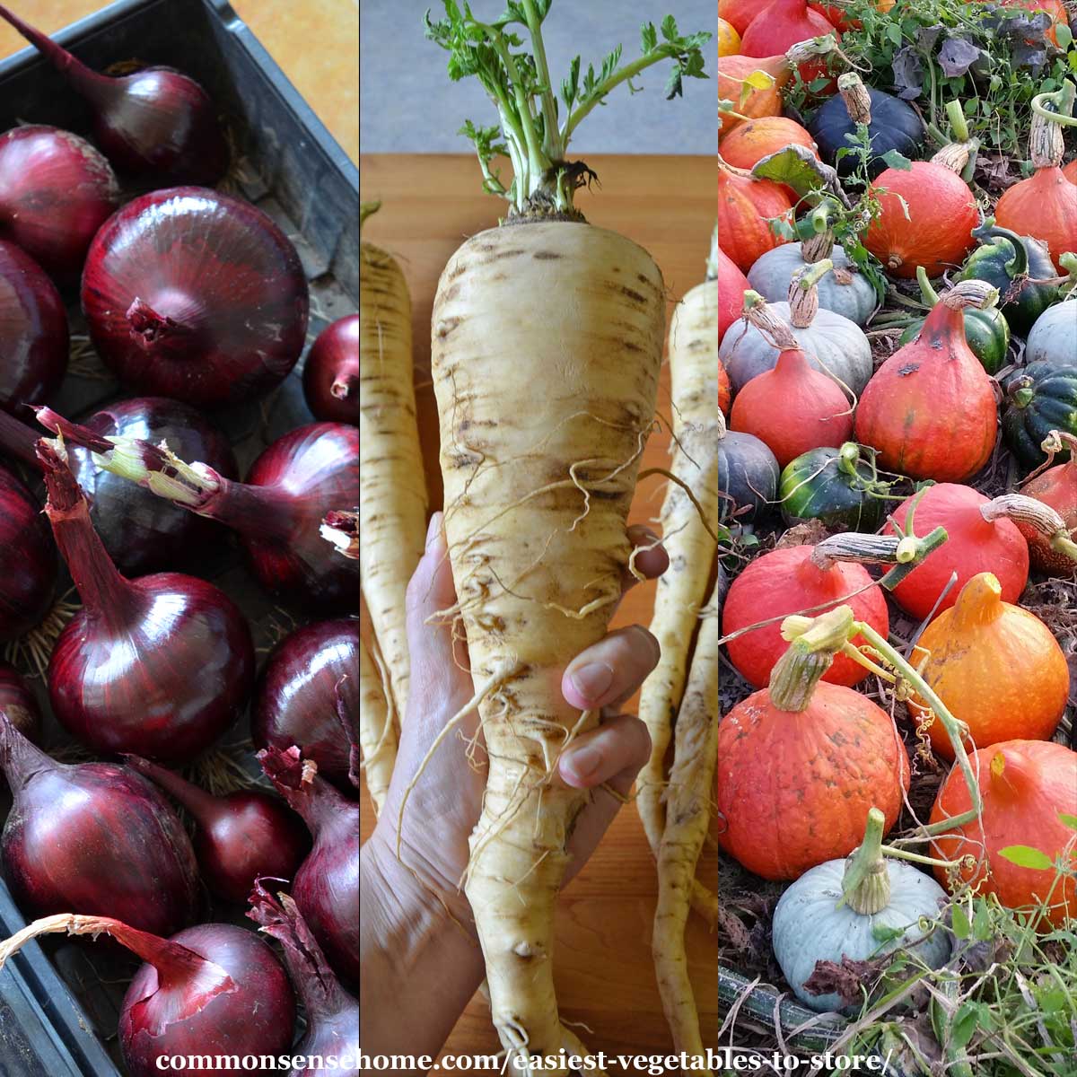 some of the easiest vegetables to store - onions, parsnips, winter squash
