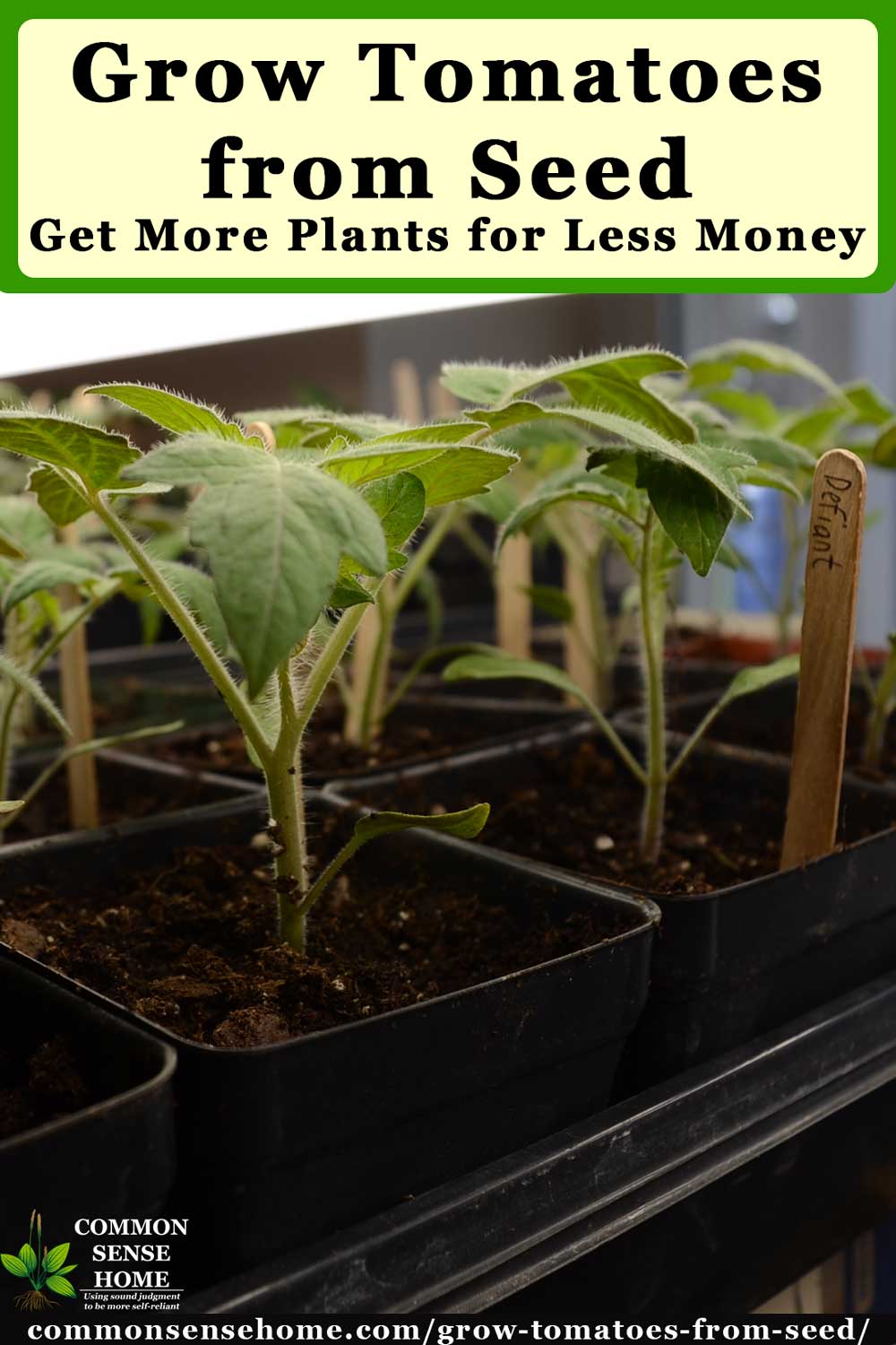 Grow Tomatoes from Seed - Save Money, Get More Varieties